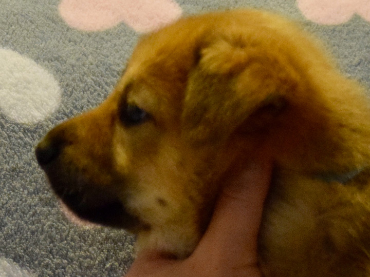 chinook puppy